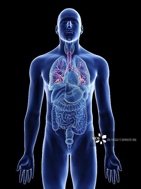 男性支气管结构示意图图片素材