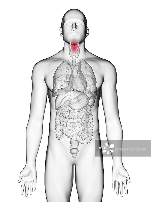 男人的喉咙插画图片素材