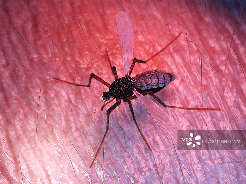 叮咬人皮肤的蚊子插画图片素材