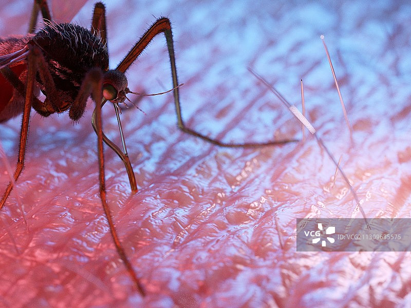 叮咬人皮肤的蚊子插画图片素材