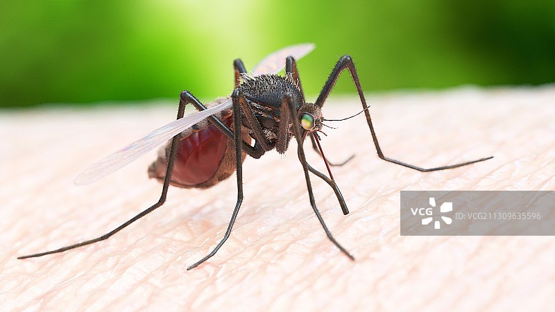 蚊虫叮咬插画图片素材