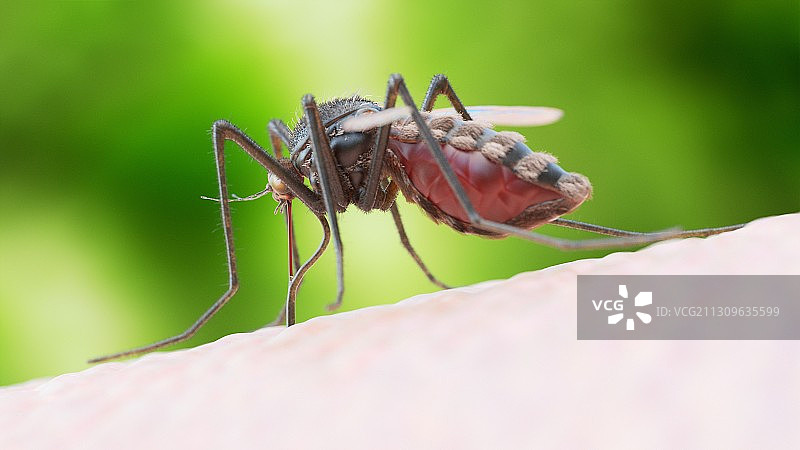 蚊虫叮咬插画图片素材