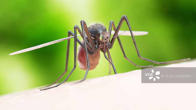 蚊虫叮咬插画图片素材