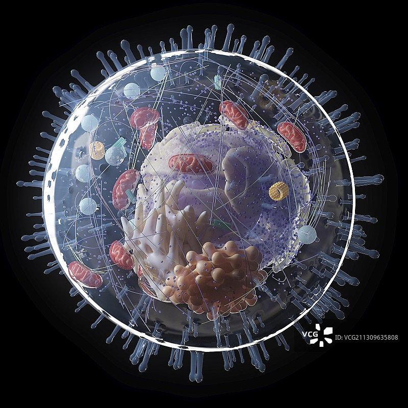 人体细胞解剖结构插画图片素材