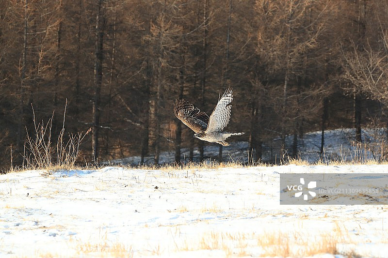 鹰雕《发现目标》图片素材