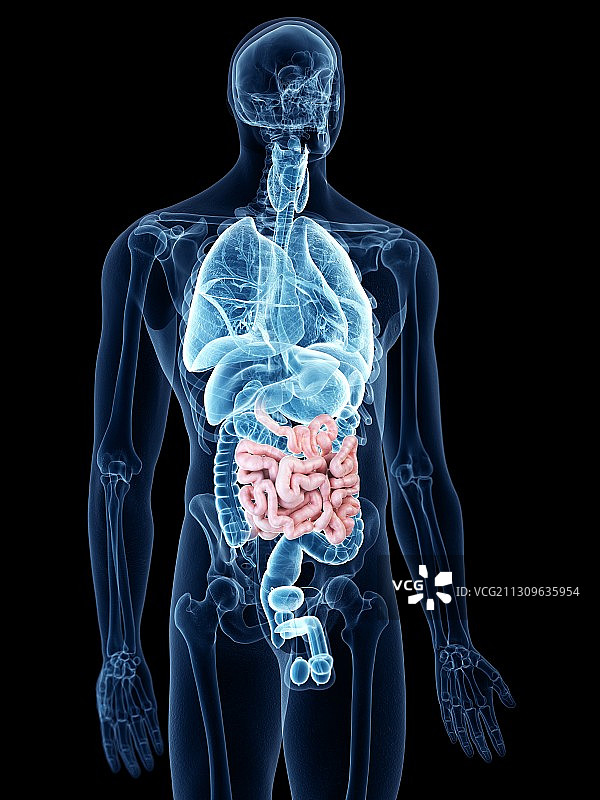 小肠插画图片素材