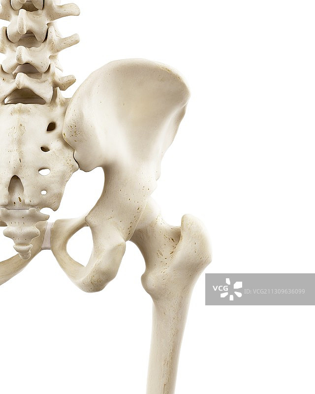 人体髋骨插图图片素材