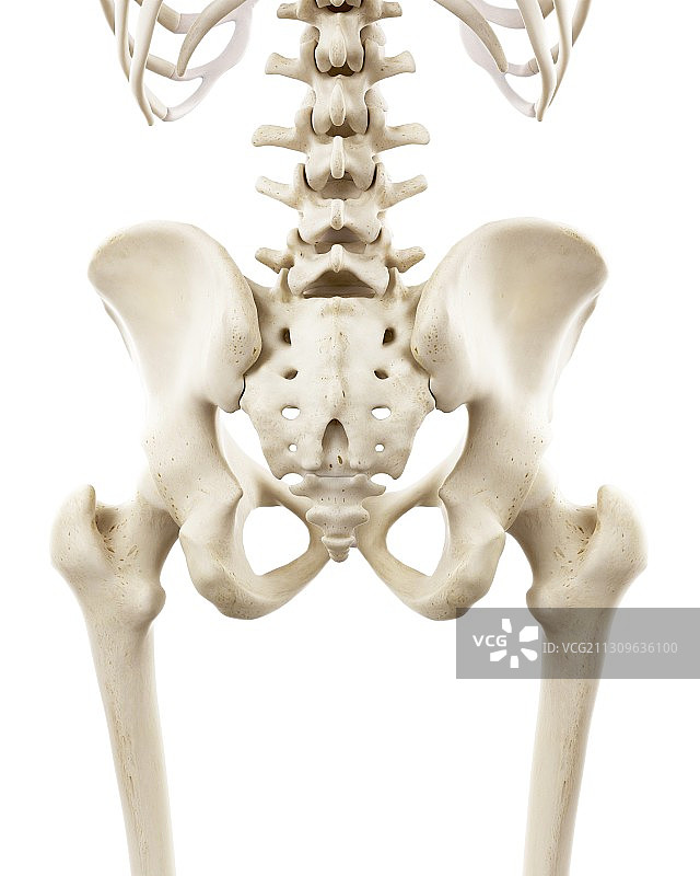 人体髋骨插图图片素材