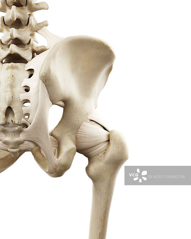 人体髋骨插图图片素材