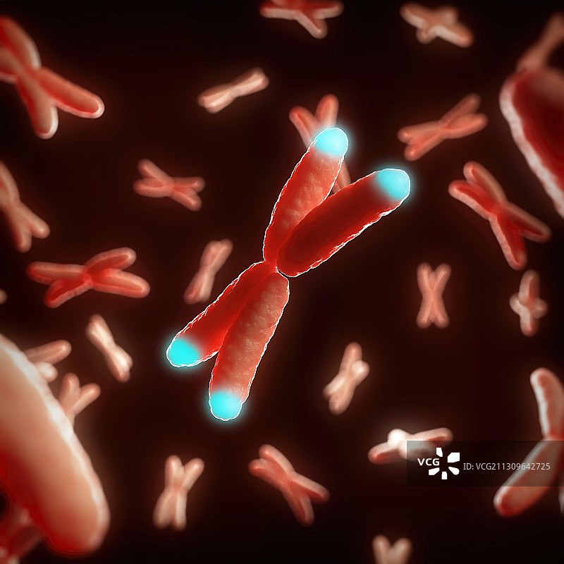 端粒插画图片素材