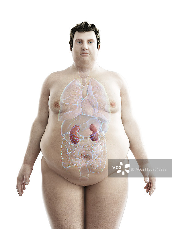 肥胖男人的肾脏插画图片素材