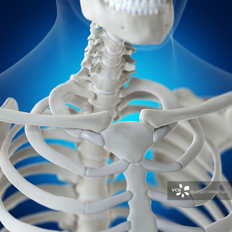 锁骨示意图图片素材