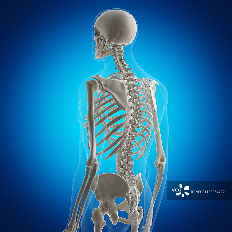 脊椎骨骼插画图片素材