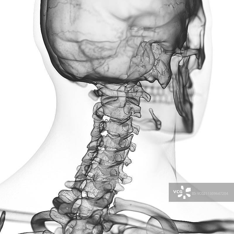 颈椎插画图片素材