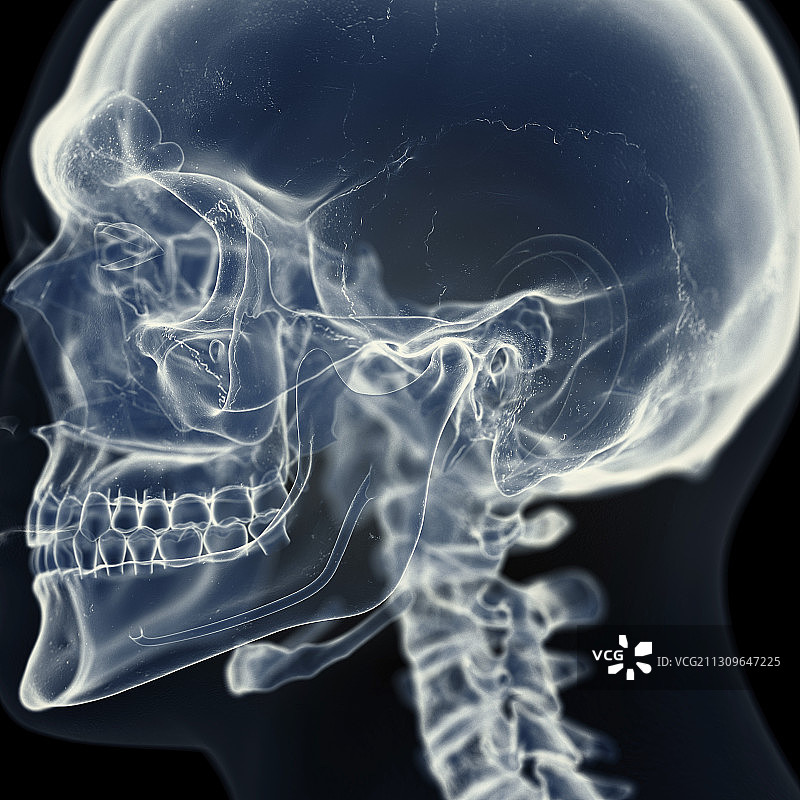 颞下颌关节插图图片素材