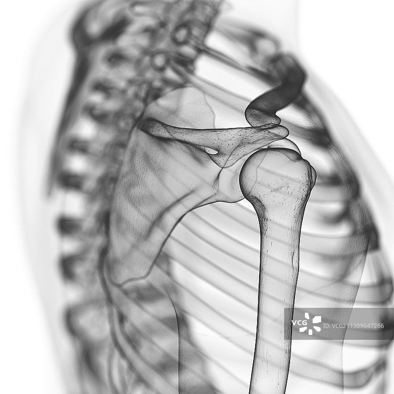 肩胛骨插画图片素材