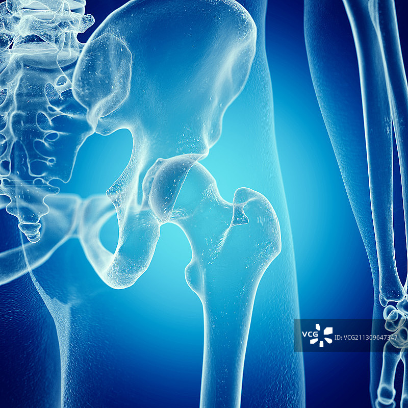 髋关节插画图片素材