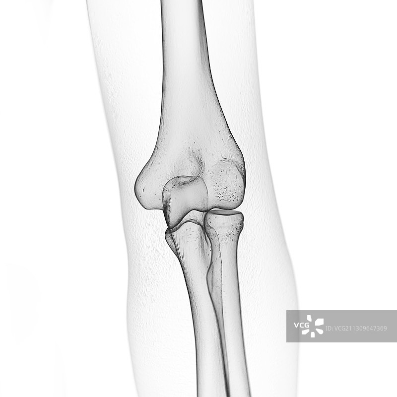肘部骨骼插画图片素材