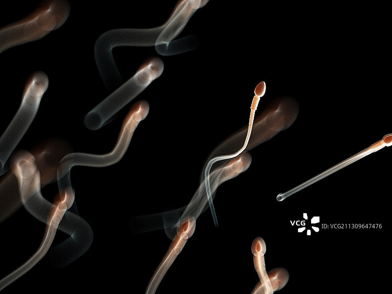 人类精子插图图片素材