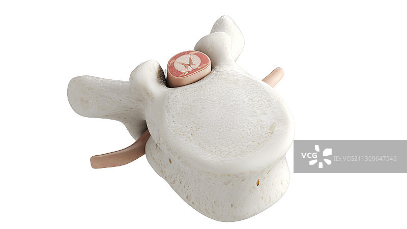 脊椎骨插画图片素材