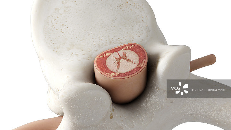 脊椎骨插画图片素材