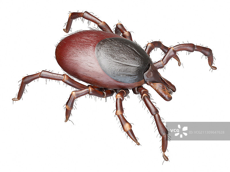 蜱虫插画图片素材