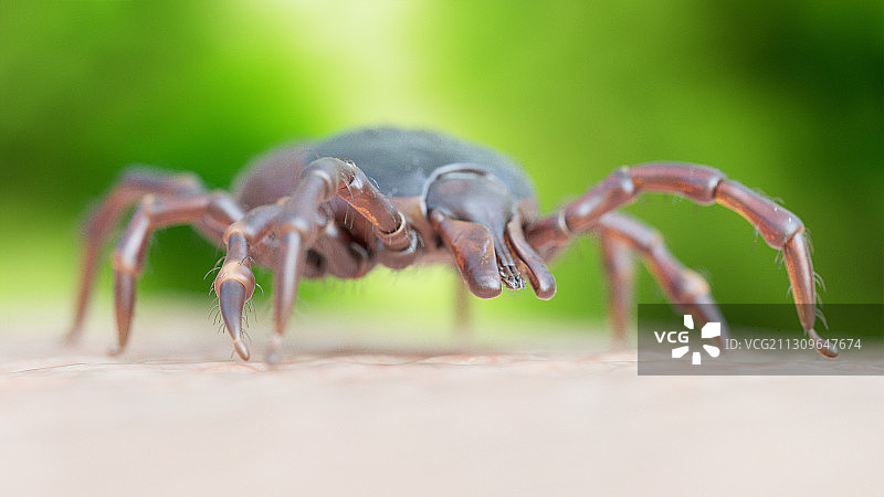 在人体皮肤上爬行的蜱虫插画图片素材