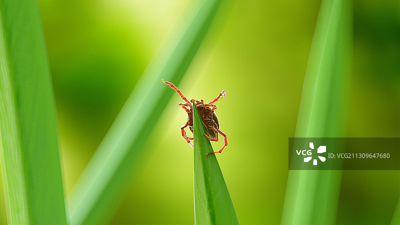草叶上的蜱虫插画图片素材
