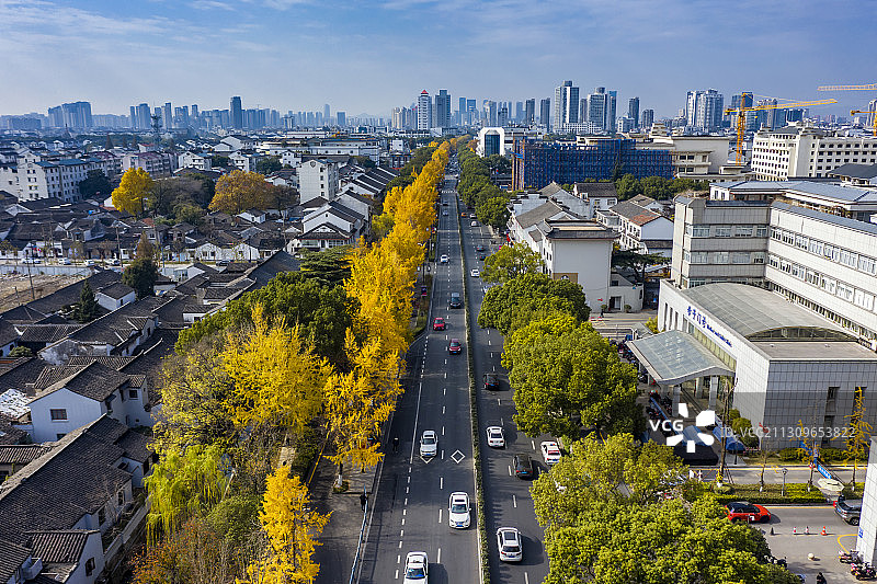 苏州姑苏区道前街的银杏黄了图片素材