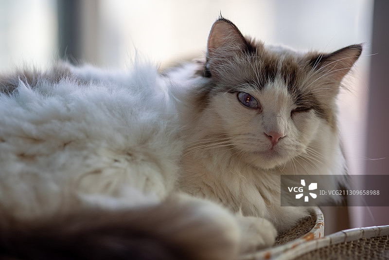 使眼色~  WINK~图片素材