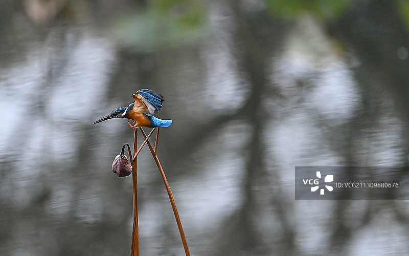 翠鸟-瞬间图片素材