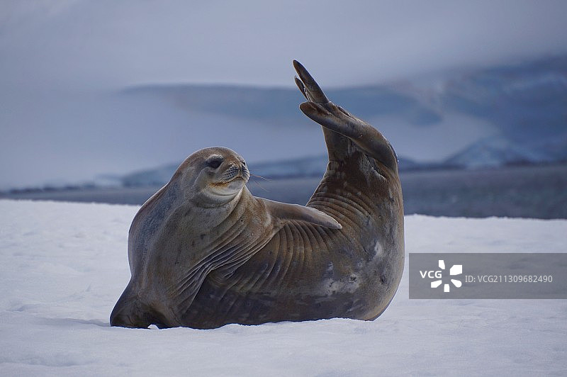 Handsome图片素材