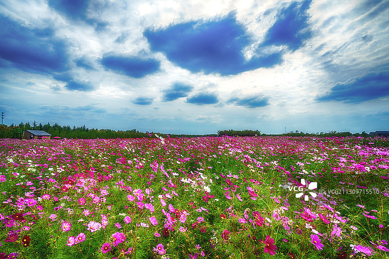 衲田花海波斯菊+江苏省宿迁市湖滨新区三台山国家森林公园衲田风图片素材
