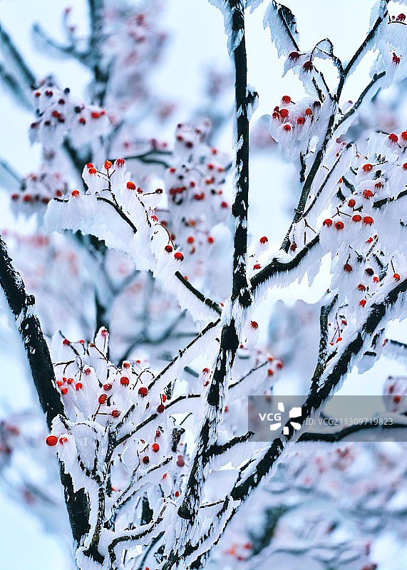 山茱萸图片素材