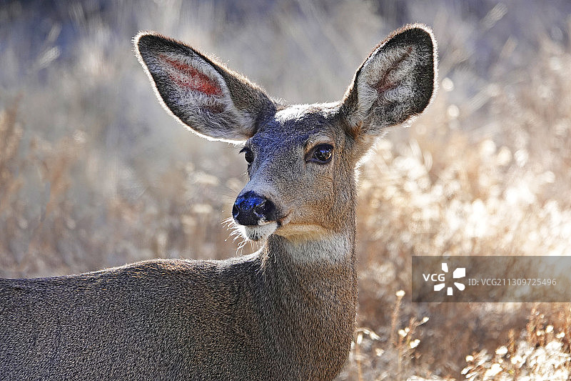 警惕的骡鹿母鹿图片素材