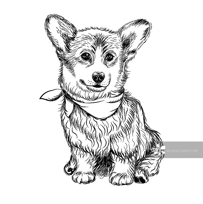 墙上素描的柯基幼犬贴纸图片素材