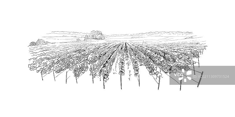 法国葡萄园手绘设计图片素材