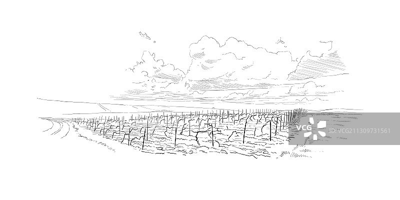 法国葡萄园手绘设计图片素材