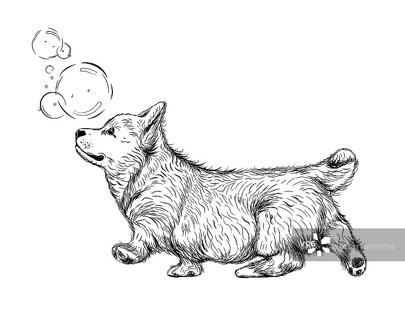 可爱的柯基犬幼犬在手臂上的墙贴图片素材