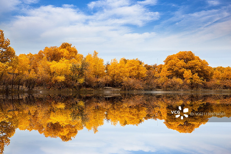 额济纳旗胡杨林图片素材