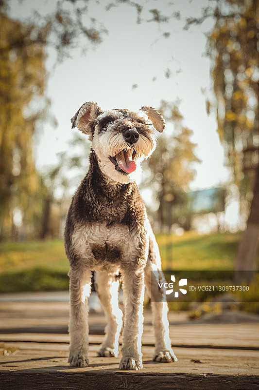 雪纳瑞图片素材