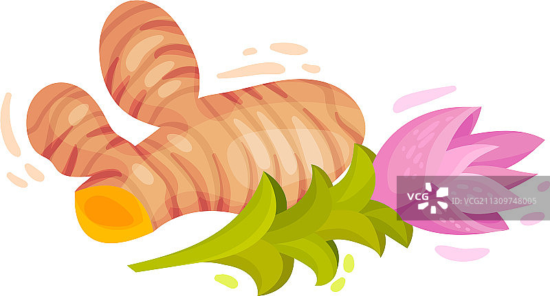 白色背景上的姜黄根茎图片素材