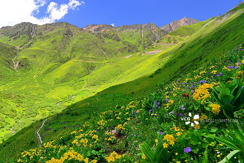 开满鲜花的世界。成都周边避暑旅游热门景区，卧龙巴朗山图片素材