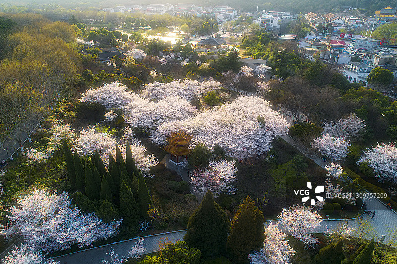 彭园樱花林图片素材