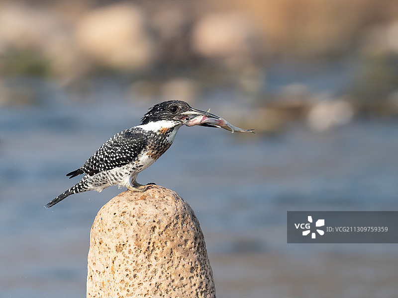 冠鱼狗图片素材