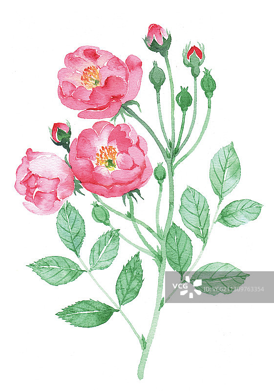 手绘水彩花卉-玫瑰月季花图片素材