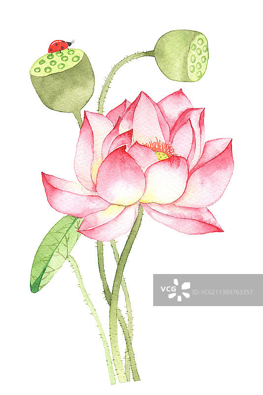 手绘水彩花卉-盛开的荷花图片素材