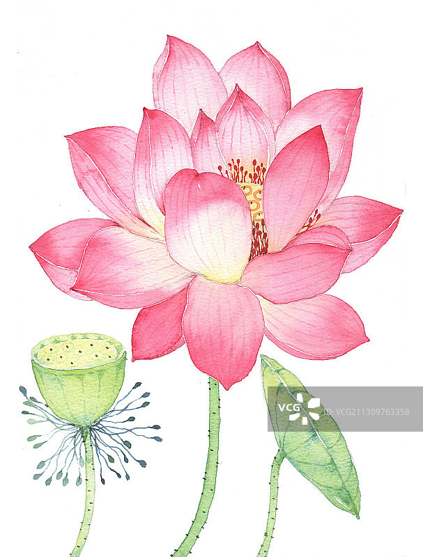 手绘水彩花卉-盛开的荷花图片素材