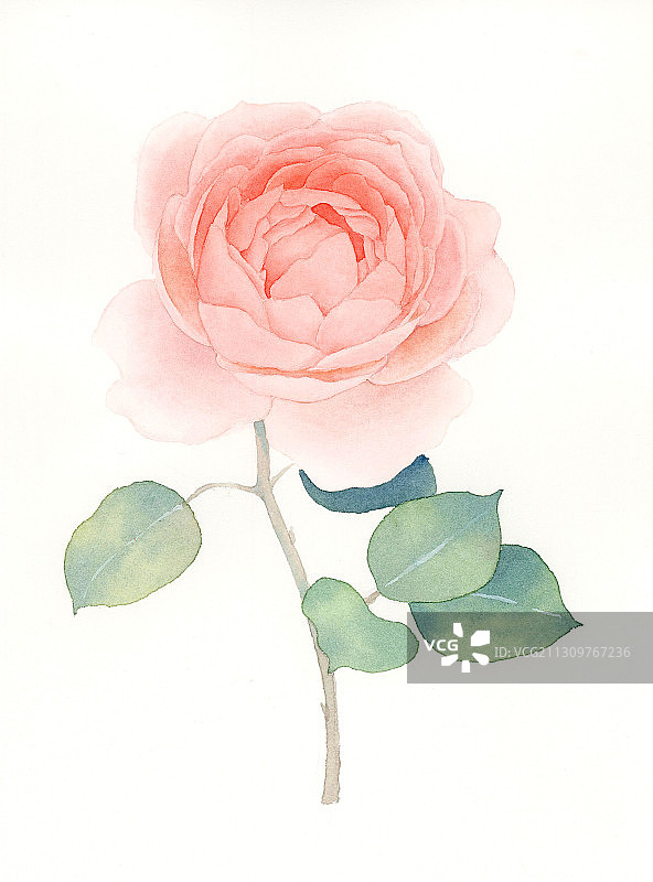 一枝花图片素材