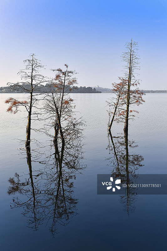 武汉黄陂木兰湖水杉林秋色图片素材
